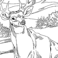 The Highest Standard Realistic Printable Coloring Pages Of Animals Free Yr No Nu