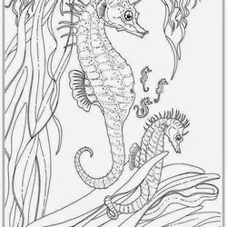 Brilliant Realistic Seahorse Coloring Pages For Adult Printable Print Fish Color Recommended