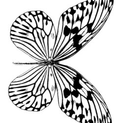 Realistic Butterfly Coloring Pages Printable Com Kids Butterflies Drawing Print Adult Symmetrical Monarch