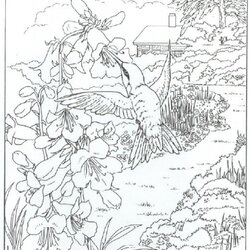 Superior Realistic Coloring Pages For Adults At Free Nature Hummingbird Adult Color Printable Detailed
