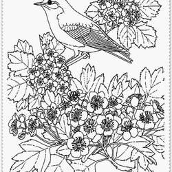Worthy The Best Free Realistic Coloring Page Images Download From Pages Bird Birds Printable Flowers