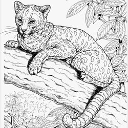 Excellent Printable Realistic Cat Coloring Pages Blank World