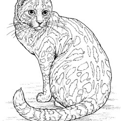 Fantastic Realistic Kitten Coloring Pages Free Printable Kitty Frog Umbrella