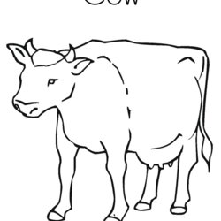 Excellent Free Printable Cow Coloring Pages For Kids Outline Print Sheets Dairy Tracing Library Photos