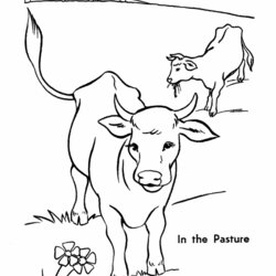Free Printable Cow Coloring Pages For Kids Cows Pasture