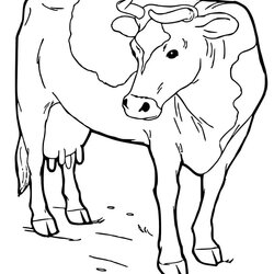 Wonderful Texas Longhorn Cow Coloring Page Free Printable Pages For Kids