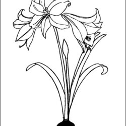 Very Good Black And White Coloring Pages Printable