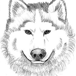 Terrific Printable Wolf Coloring Page Clip Art Library Pages Realistic Print Colouring Kids Baby Animal Dog