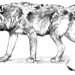 Marvelous Free Wolf Coloring Pages Printable Print Realistic Alone Wolves Color Adult Animals Colouring