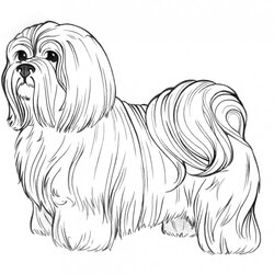 Excellent Dog Coloring Pages For Adults Best Kids Realistic Page