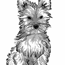 Dog Coloring Pages For Adults Best Kids Puppy Yorkie Realistic Adult Print Puppies Drawing Template Page
