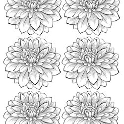 Adult Six Dahlia Flower Coloring Page Printable Vegetation Colouring Fur Tattoo