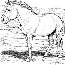 Very Good Fun Horse Coloring Pages For Your Kids Printable Horses Stumble