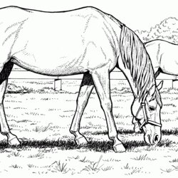 Brilliant Free Printable Horse Coloring Pages For Adults Home Girls Beautiful Popular