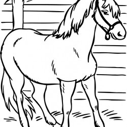 Horse Coloring Pages Preschool And Kindergarten Printable Kids Animal Stallion Heifer Horses Color Colouring