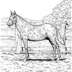 Superb Fun Horse Coloring Pages For Your Kids Printable Herd Realistic