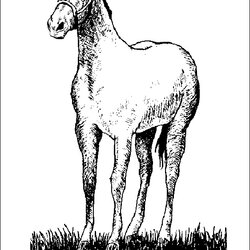 Great Coloring Book Download Horse Plus Google Twitter