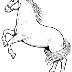 Supreme Horse Coloring Pages Best Cool Funny