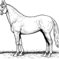 Perfect Draft Horse Coloring Pages At Free Printable Stallion Horses Realistic Color Print Main