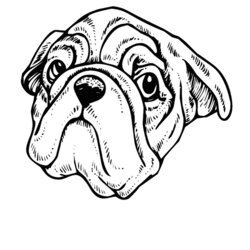 Splendid Coloring Pages Faces Home Dog Realistic Pug Colouring Drawing Pugs Dogs Book Popular Library