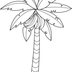 Eminent Banana Coloring Pages Best For Kids Tree Clip Outline Fruit Line Drawing Leaf Fruits Minion