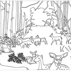 Terrific Fall Coloring Pages For Adults Best Kids Forest Adult Fawns Does Printable Deer La Leaves Color